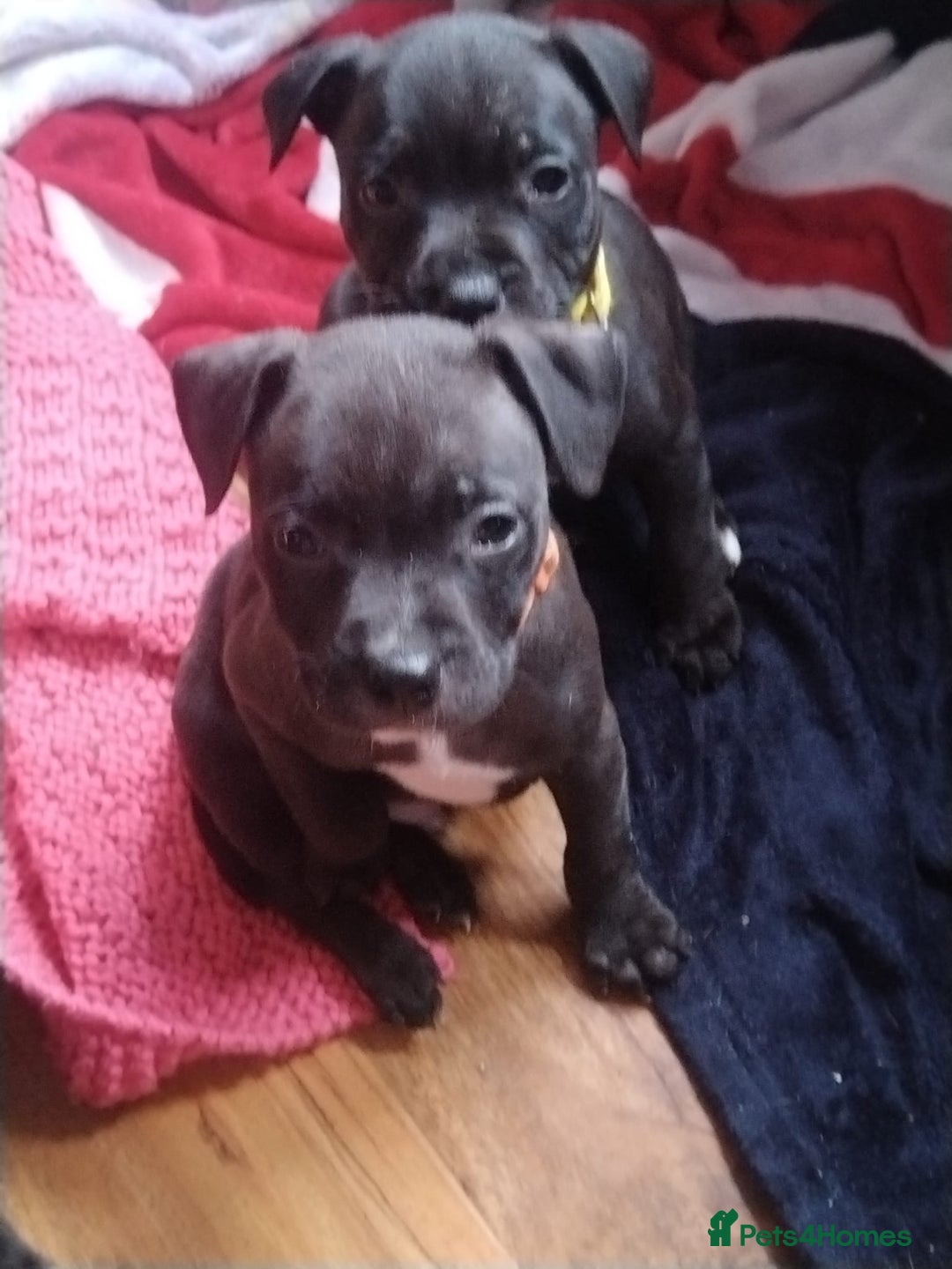 Staffordshire Bull Terrier dogs for sale: Staffordshire bull terrier Puppies  - Image 16