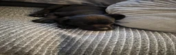 Labrador Retriever dogs for sale: Black labrador puppy - Advert 4