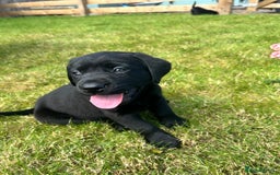 Labrador Retriever dogs for sale: Beautiful Black Labrador Puppies - Image 3