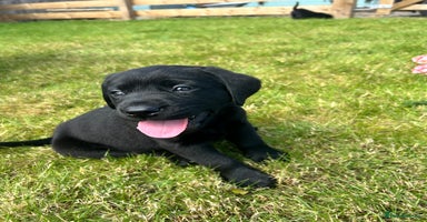 Labrador Retriever dogs - Advert 6