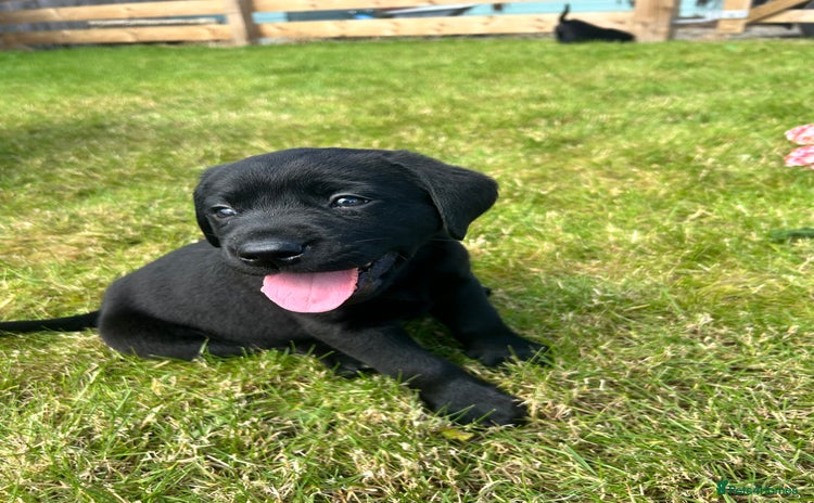 Labrador Retriever dogs - Advert 4