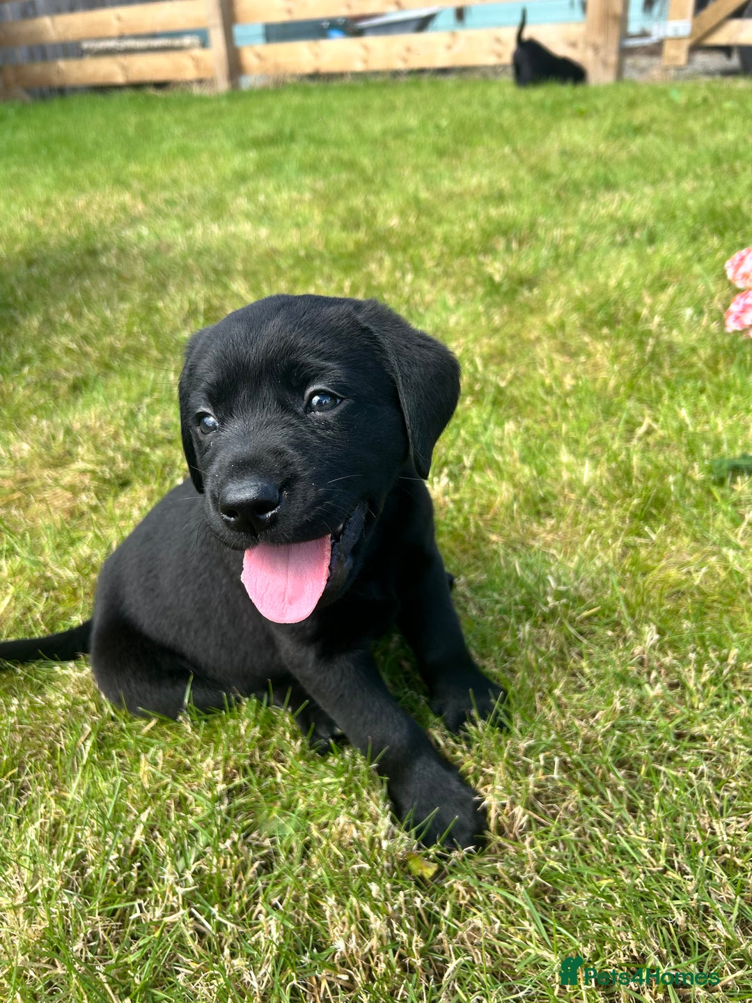 Labrador Retriever dogs for sale: Beautiful Black Labrador Puppies - Image 3