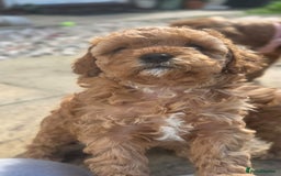 Cavapoo dogs for sale: 🌟 Rare Tiny Toy Cavapoo's F1B 🌟ready next week  - Image 13