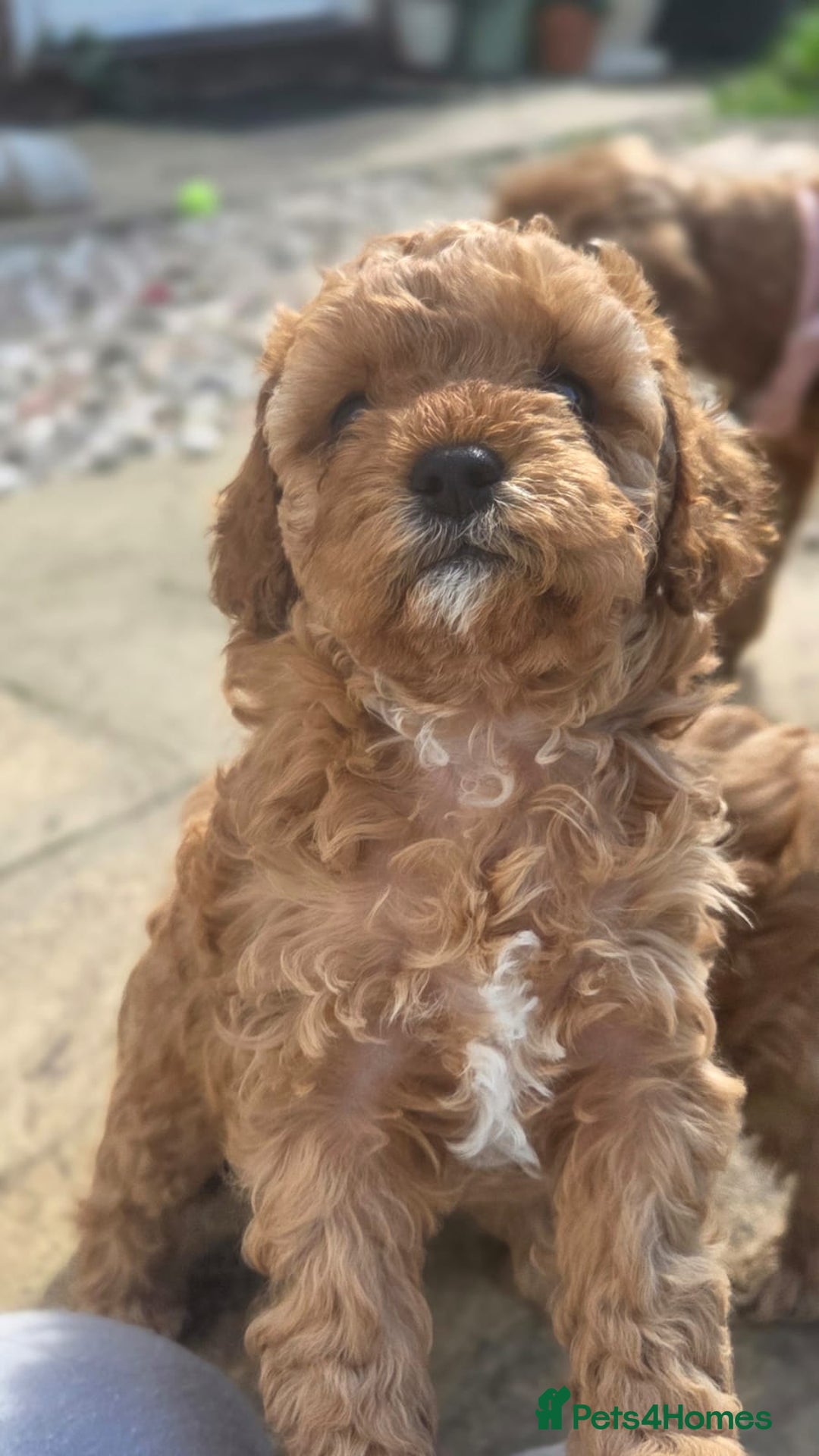 Cavapoo dogs for sale: 🌟 Rare Tiny Toy Cavapoo's F1B 🌟ready next week  - Image 13