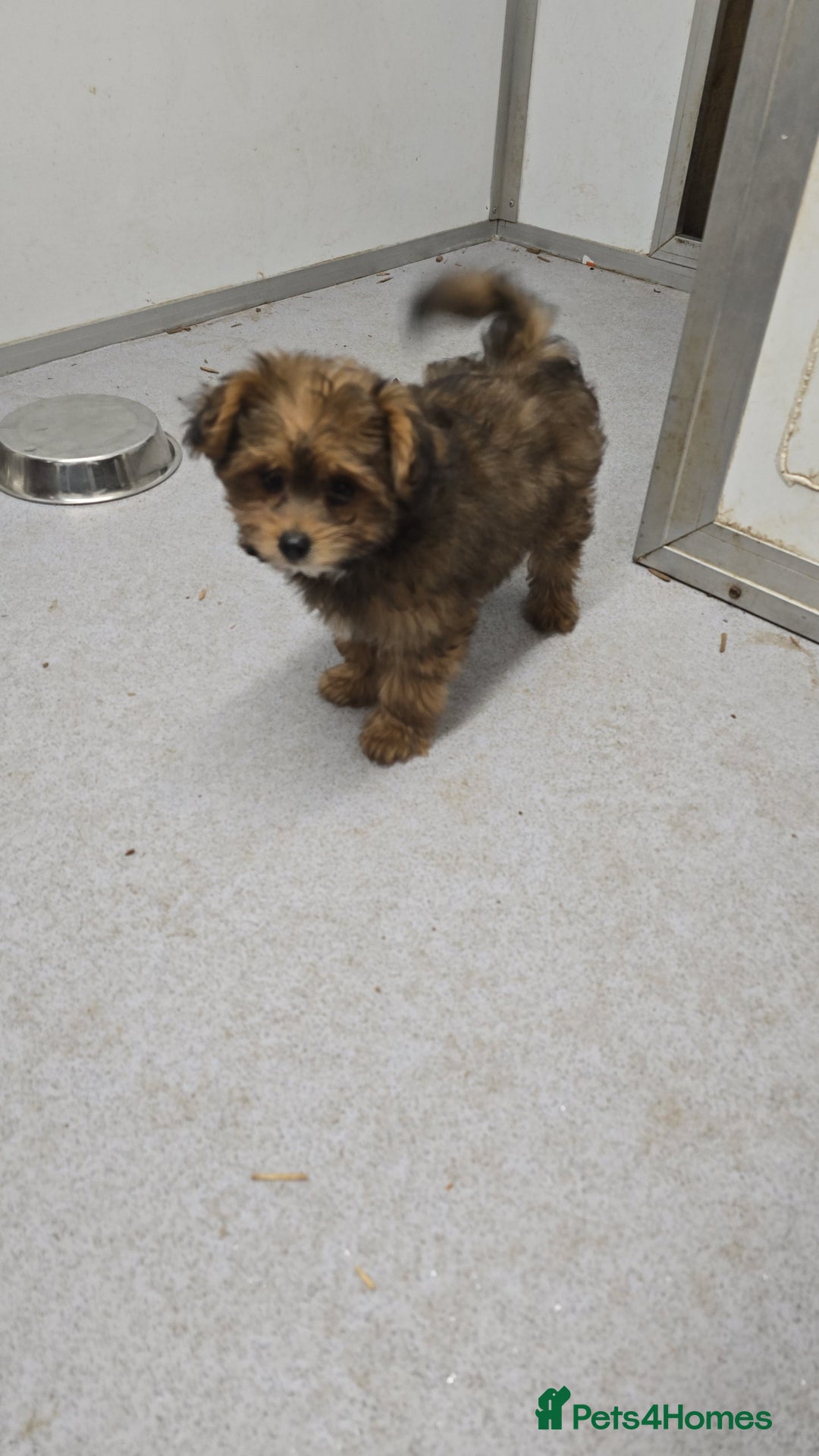 Pomapoo dogs for sale: POCKET SIZED POMAPOOS ~ READY NOW - Image 5