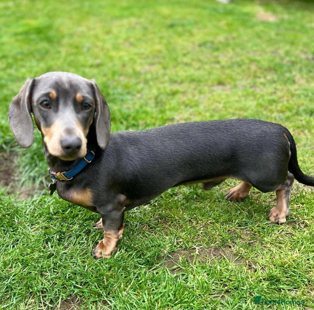 Miniature Dachshund dogs for stud: Available for stud blue and tan mini dachshund - Image 21