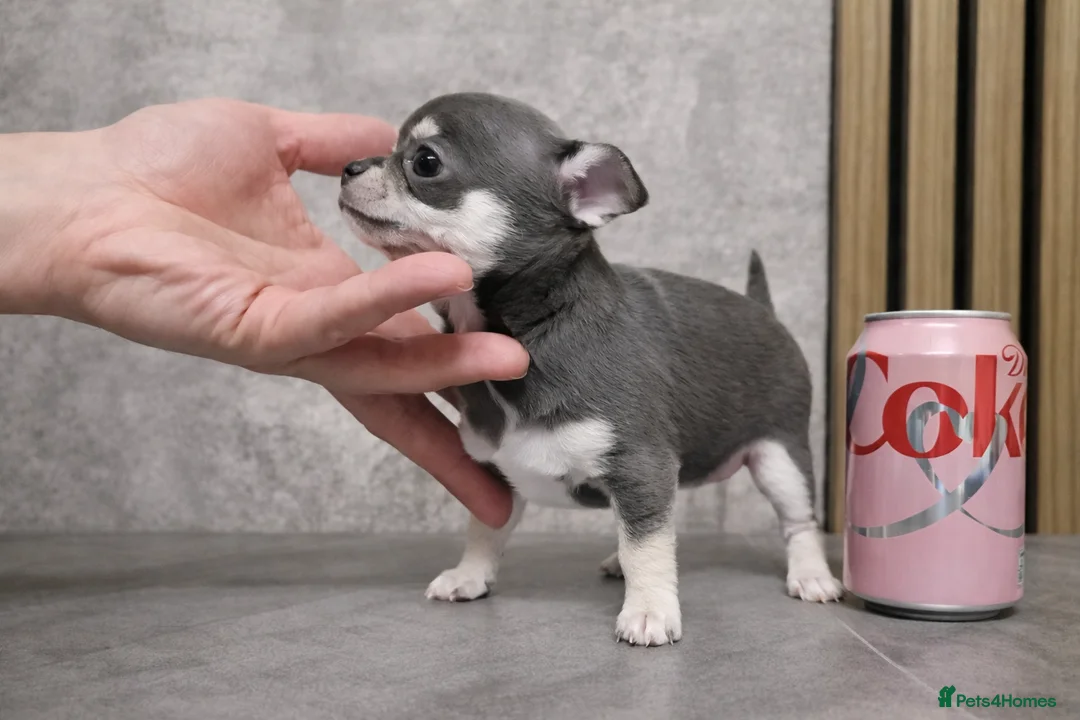 Chihuahua dogs for sale: Tiny Chihuahua Puppies – Сhristmаs Babies - Advert 4