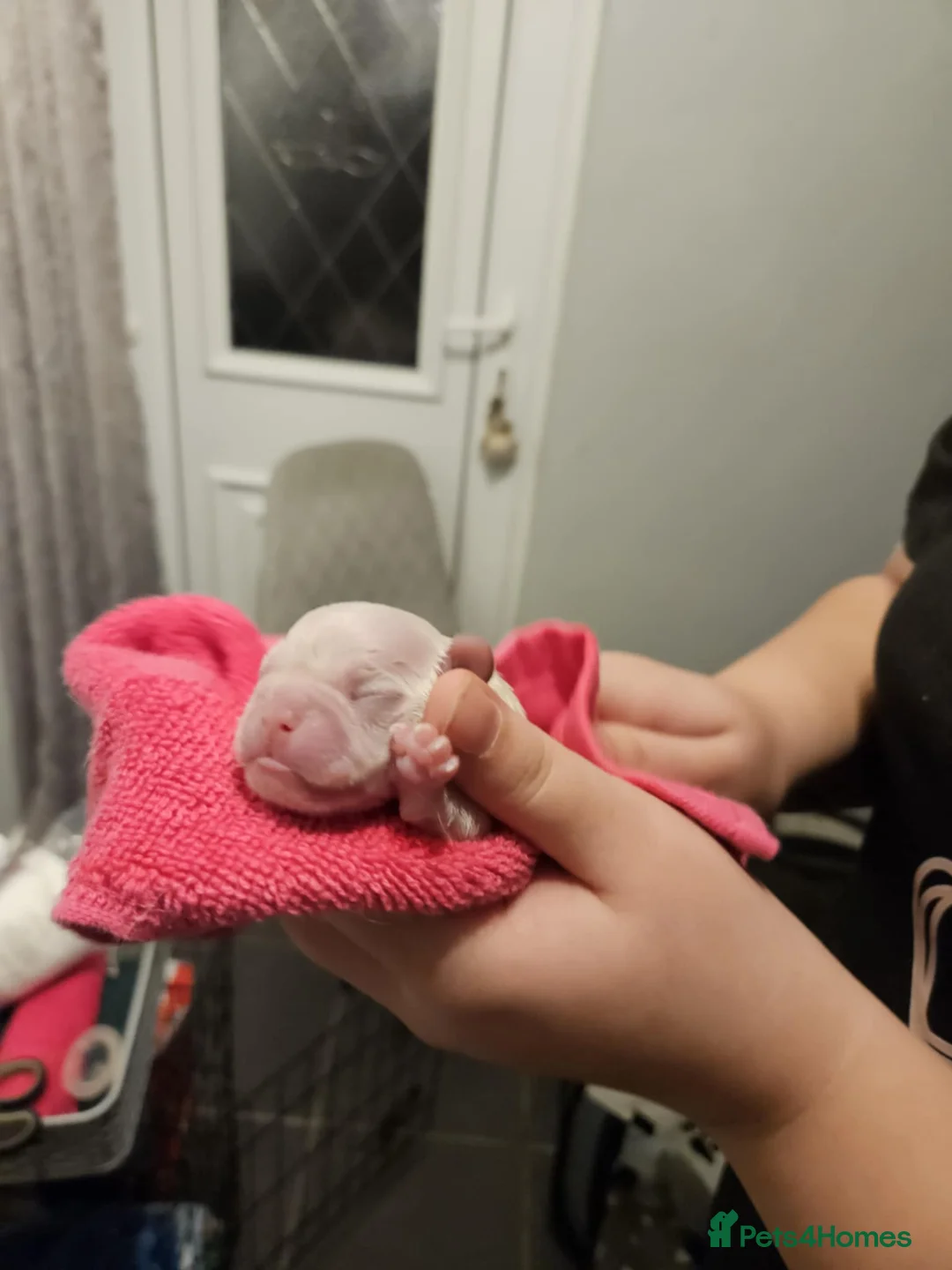 Frug dogs for sale: Frug  - Advert 3