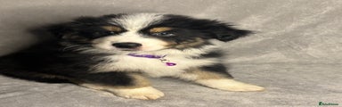 Australian Shepherd Puppy purple collar