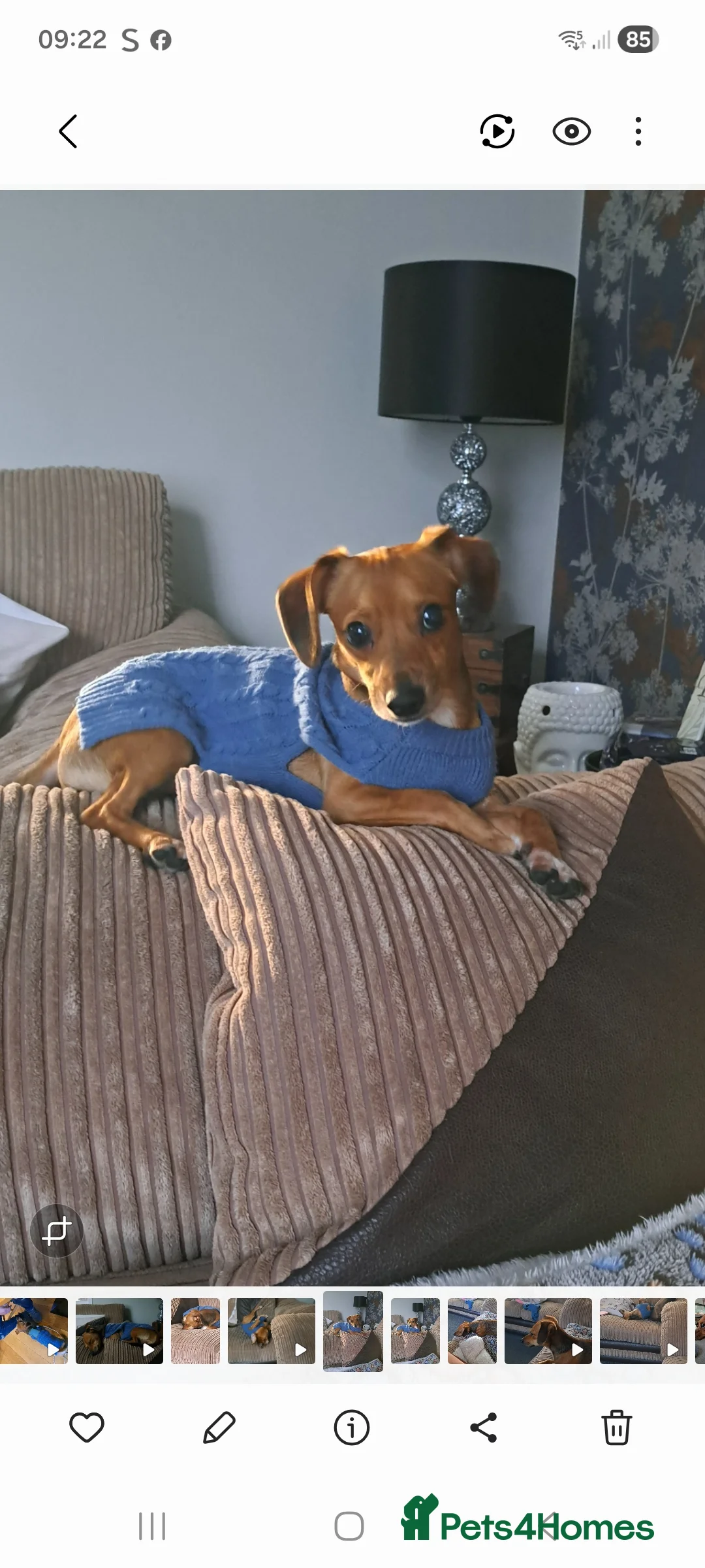 Mixed Breed dogs for stud: Dobby - Advert 1