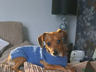 Mixed Breed dogs Dobby - Advert 22