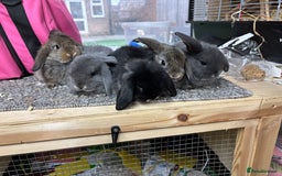 Mini Lop rabbits for sale: Multiple Litters of BRC rung baby Minilops  - Advert 2