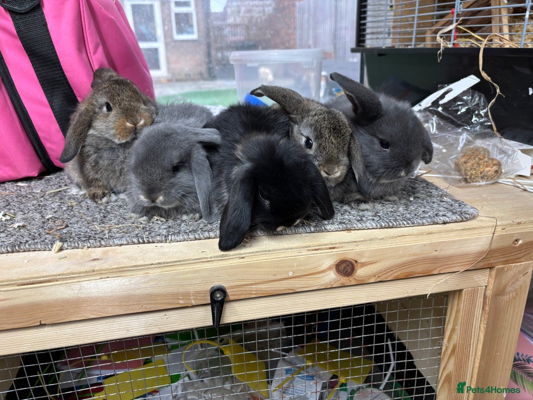 Mini Lop rabbits for sale: Multiple Litters of BRC rung baby Minilops  - Advert 2
