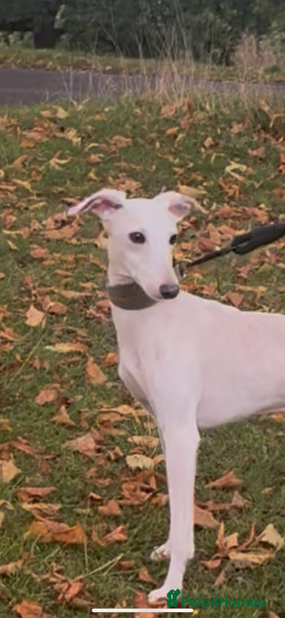 Italian Greyhound dogs for stud: MR RALPH AT STUD ( HEALTH TESTED ) - Advert 12