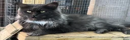 Maine Coon cats for sale: XL black smoke black maine coon kittens - Advert 6