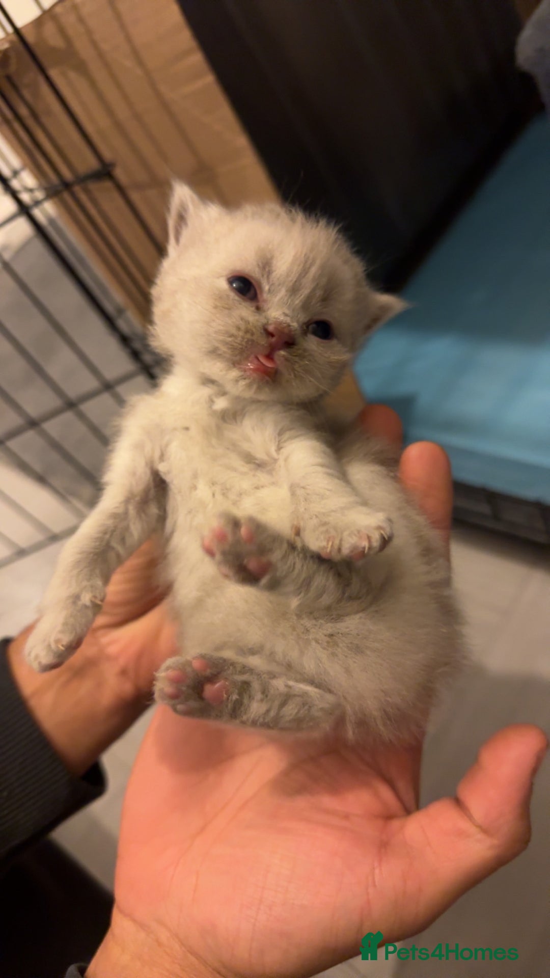 British Shorthair cats for sale: British short hair kittens  - Advert 16