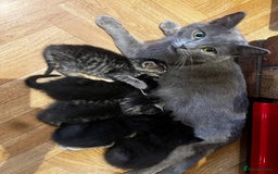 Mixed Breed cats for sale: Adorable Kittens Ready to Leave soon - Advert 6