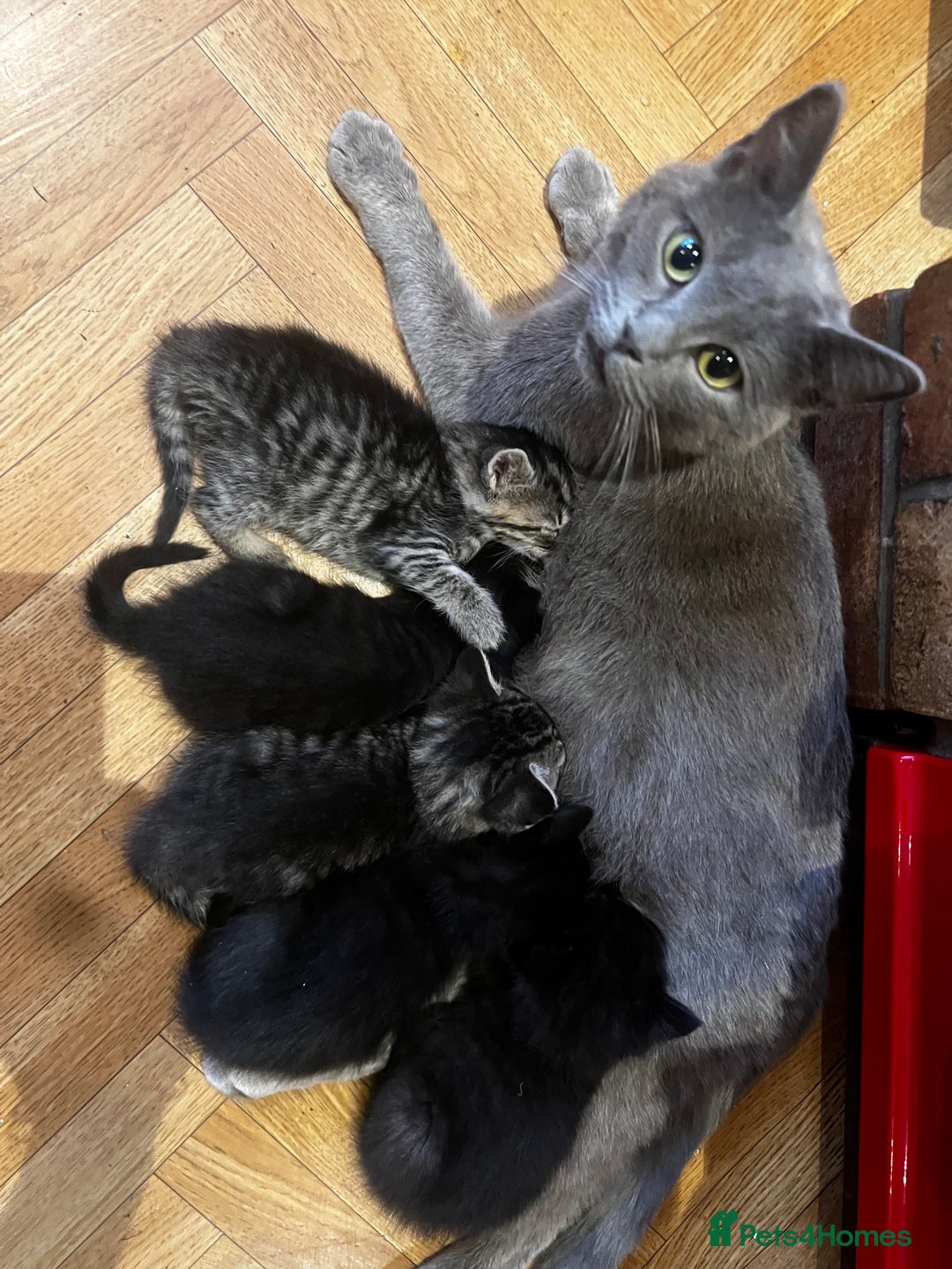 Mixed Breed cats for sale: Adorable Kittens Ready to Leave soon - Advert 6