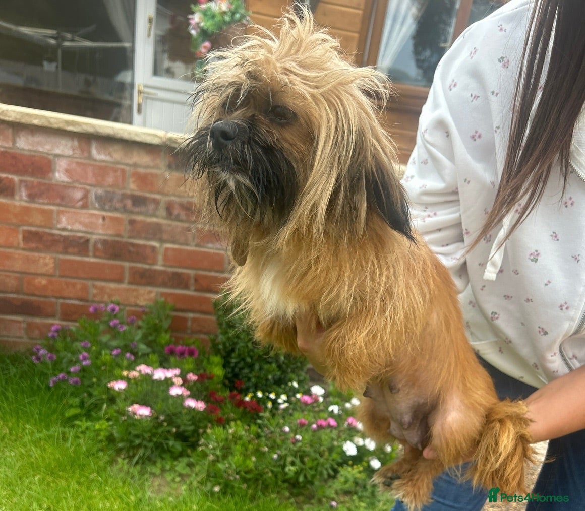 Mixed Breed dogs Jack russel/Shih Tzu - Advert 1