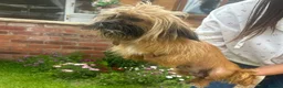 Mixed Breed dogs for sale: Jack russel/Shih Tzu in Carlisle - Advert 1