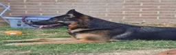 German Shepherd dogs for sale: German shepard  - Advert 2