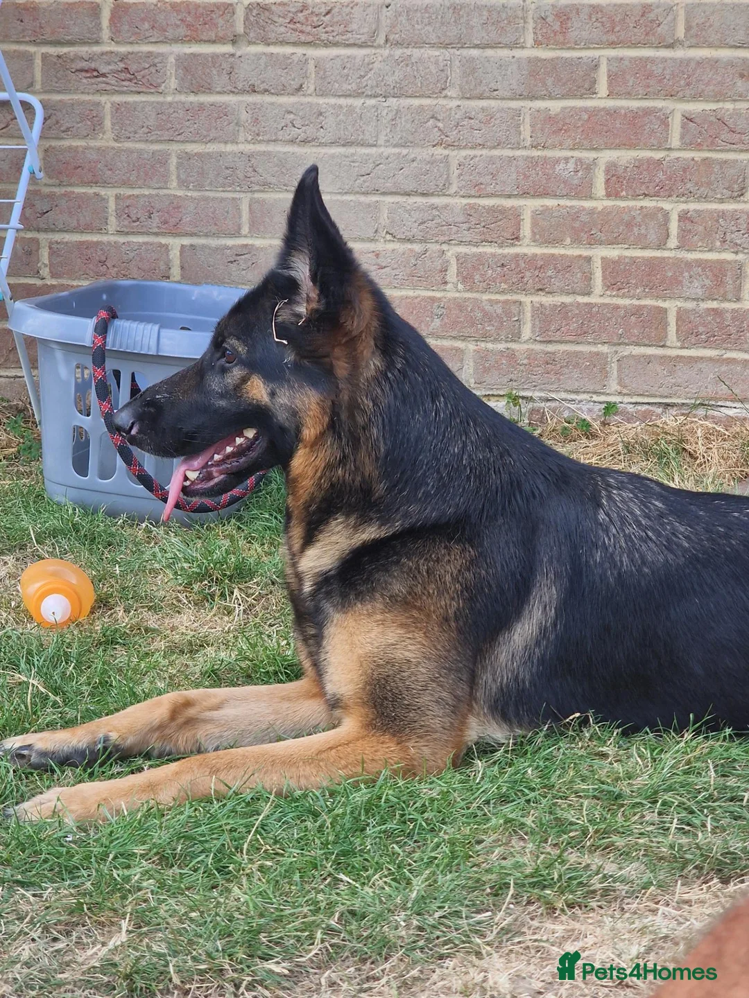 German Shepherd dogs for sale: German shepard  - Advert 2