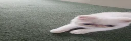 Exotic cats for sale: Colour Point Exotic Males - Advert 6