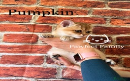 British Shorthair cats for sale: Superb pedigree show quality kittens - Image 13