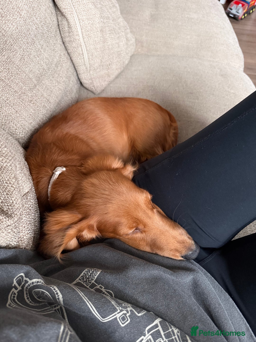 Dachshund dogs for sale: Long haired Dachshund  - Image 6
