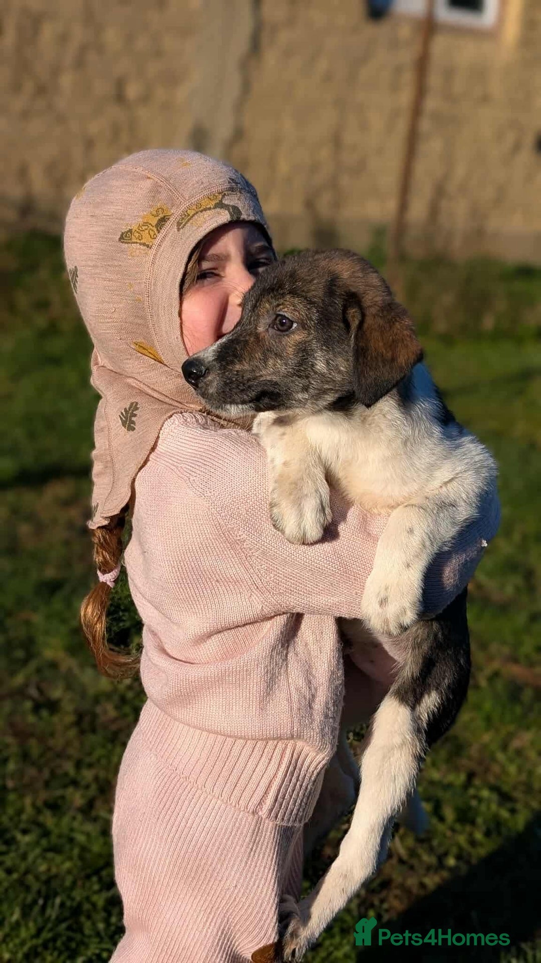 Mixed Breed dogs for adoption: Crumbs for adoption - Advert 3