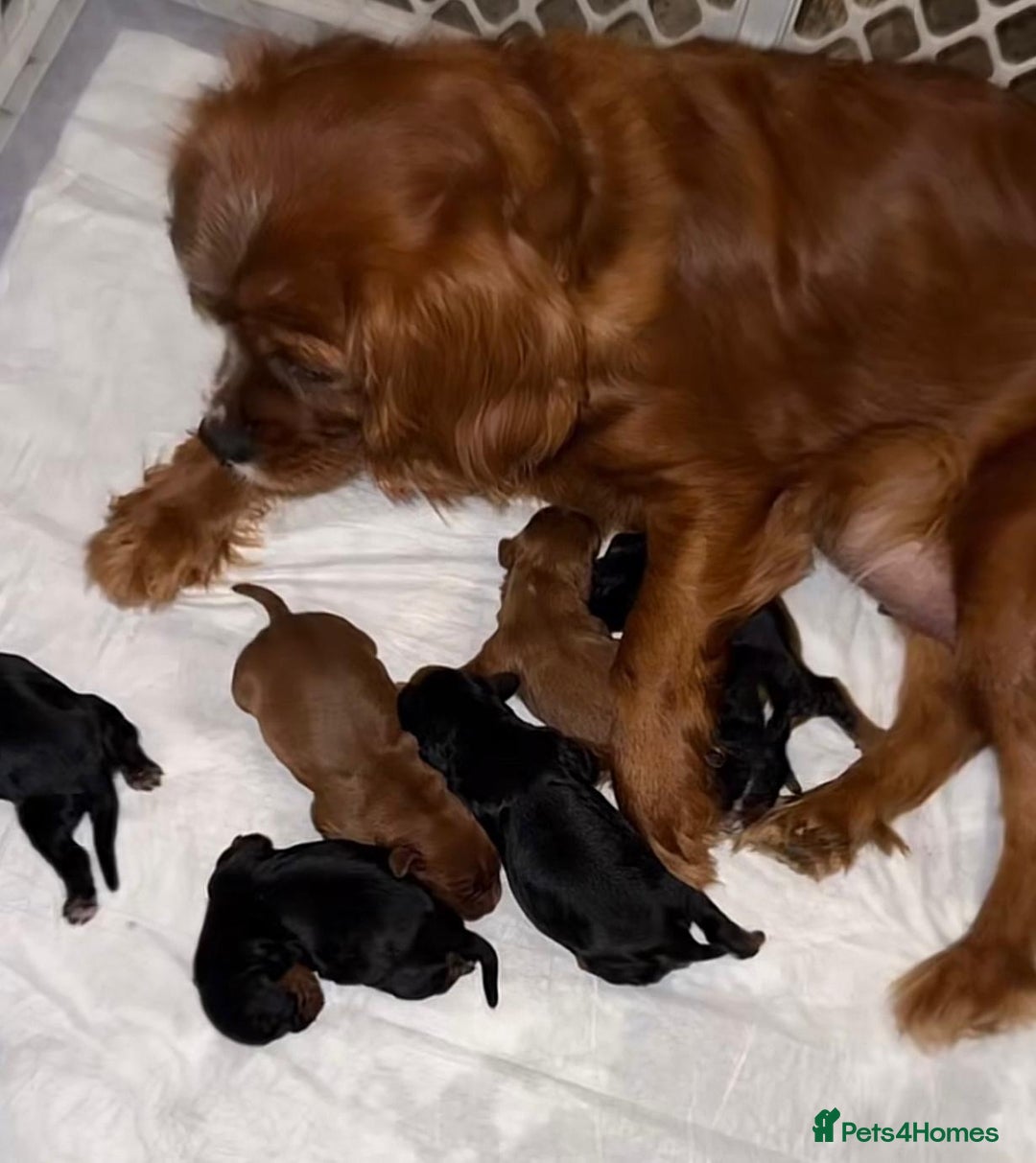 Cavapoo dogs for sale: Cavapoo puppies  - Advert 8