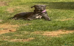 Cane Corso dogs for sale: Blue Cane Corso - Image 9