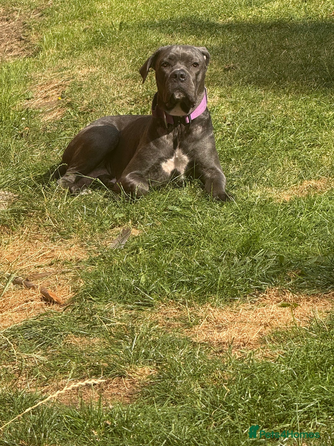 Cane Corso dogs for sale: Blue Cane Corso - Image 9