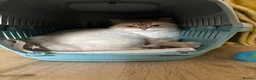 British Longhair cats for sale: British long hair rehoming  - Advert 1