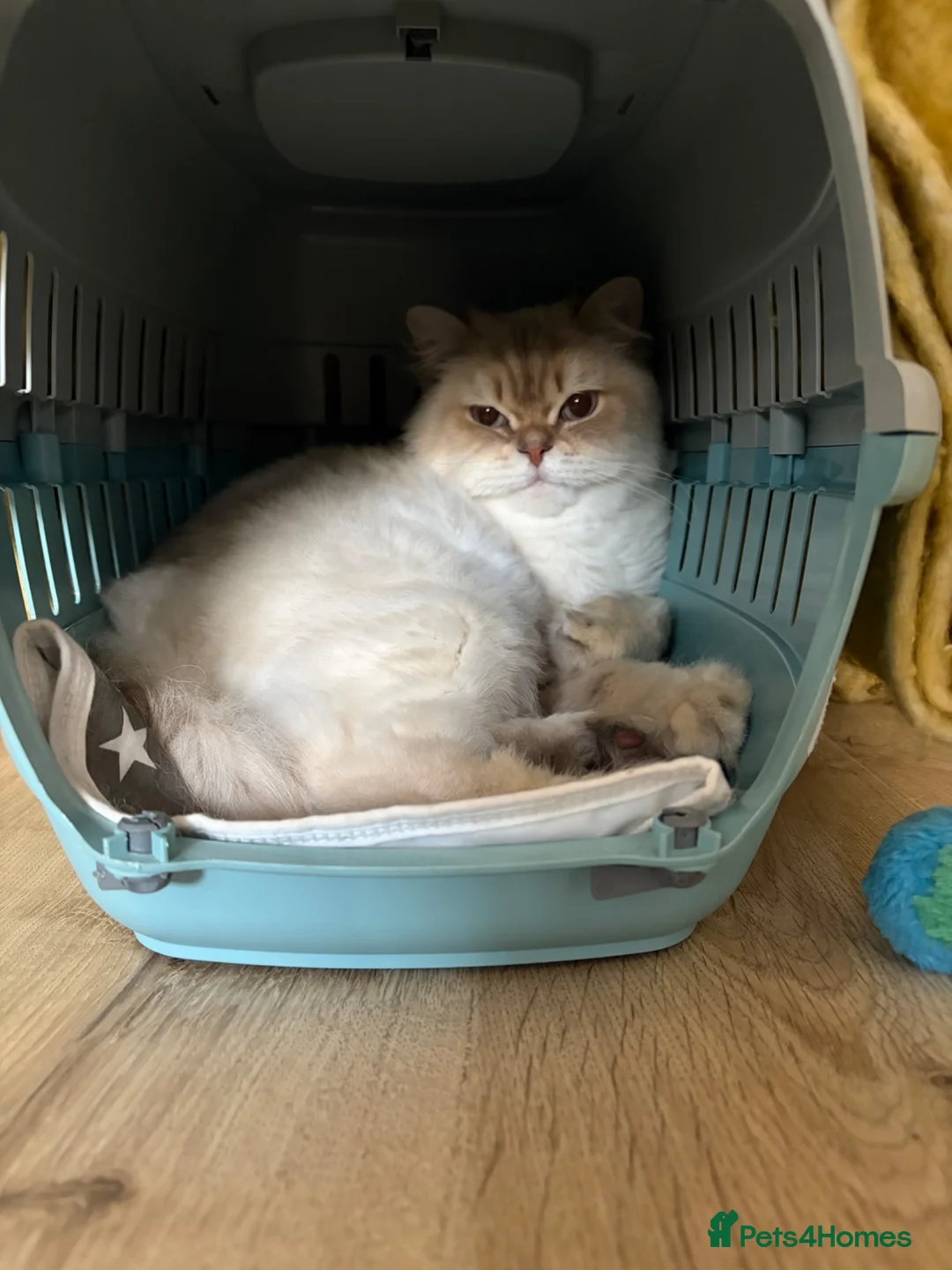 British Longhair cats for sale: British long hair rehoming  - Advert 1