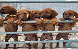 Rhodesian Ridgeback dogs for sale: EXCEPTIONAL OPPORTUNITY TO PURCHASE SHOW QUALITY  - Image 7