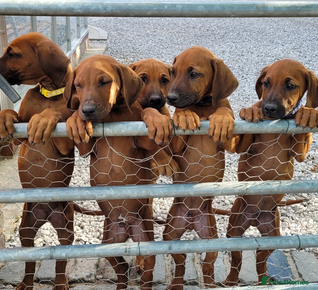 Rhodesian Ridgeback dogs for sale: EXCEPTIONAL OPPORTUNITY TO PURCHASE SHOW QUALITY  - Image 7