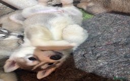 Utonagan dogs for sale: 8 Huskey malamutes  - Image 22