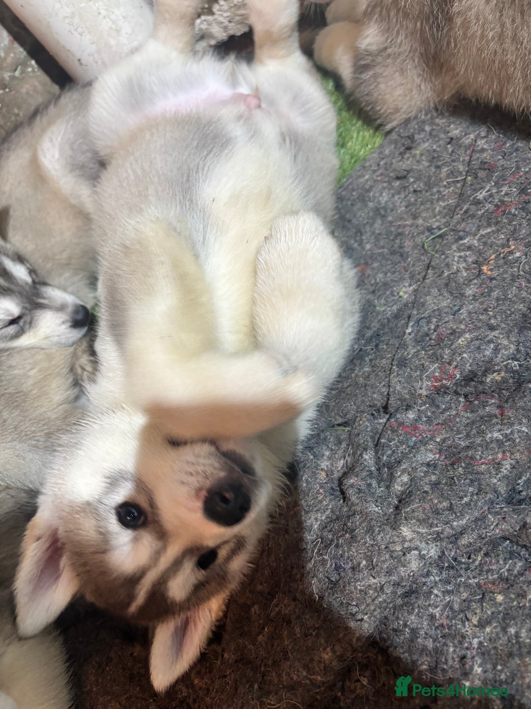 Utonagan dogs for sale: 8 Huskey malamutes  - Image 22