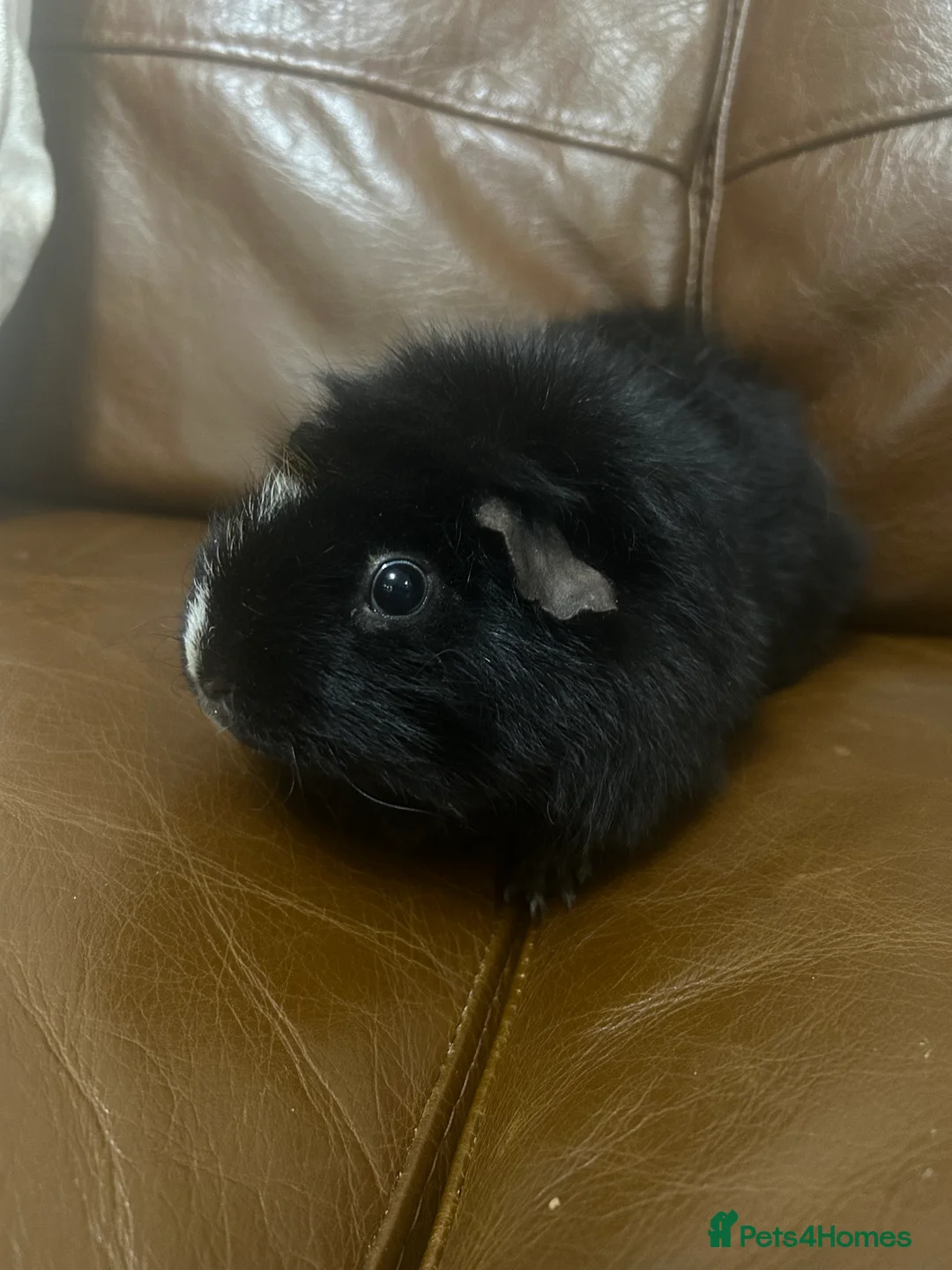 Guinea Pig rodents for sale: Female guinea pig pair to rehome in Abingdon - Advert 2