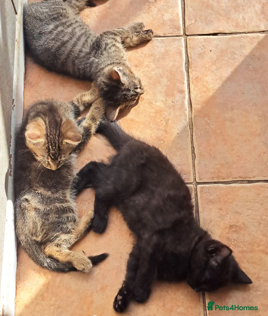 Mixed Breed cats for sale: 3 Beautiful Maine CoonXCalaco Kittens 1 Boy 2 Girl in Bridgnorth - Advert 2