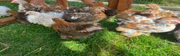 Chickens poultry for sale: Frizzle - pekin bantam pullets - Advert 5