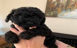 Mixed Breed dogs for sale: Mini/Toy Poodle pups - Image 6