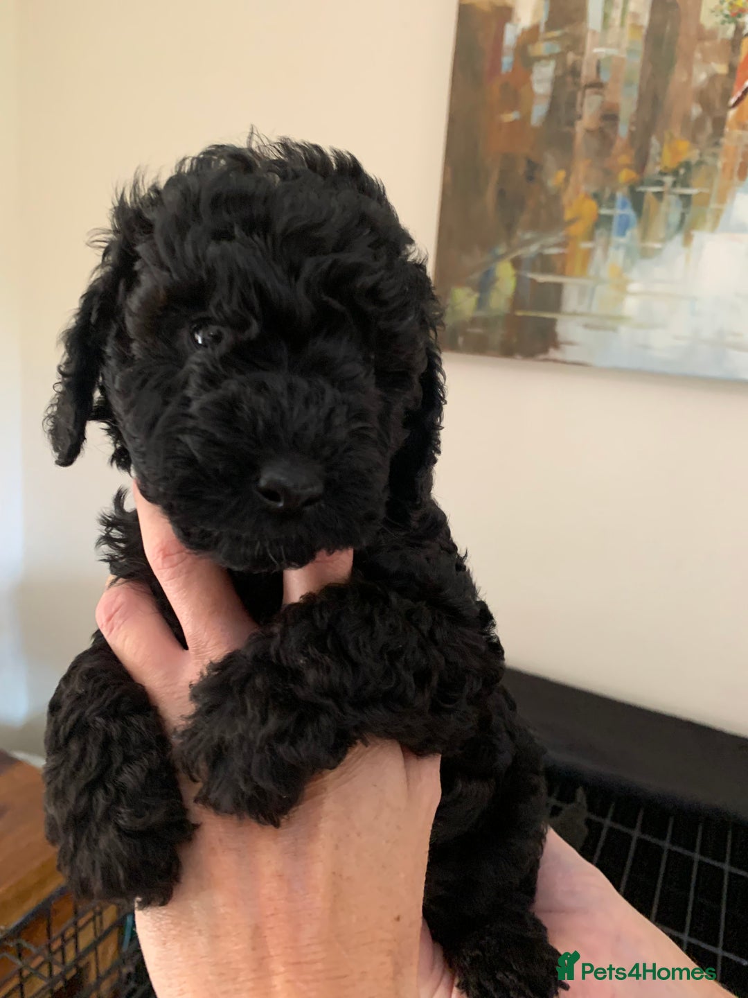 Mixed Breed dogs for sale: Mini/Toy Poodle pups - Image 6