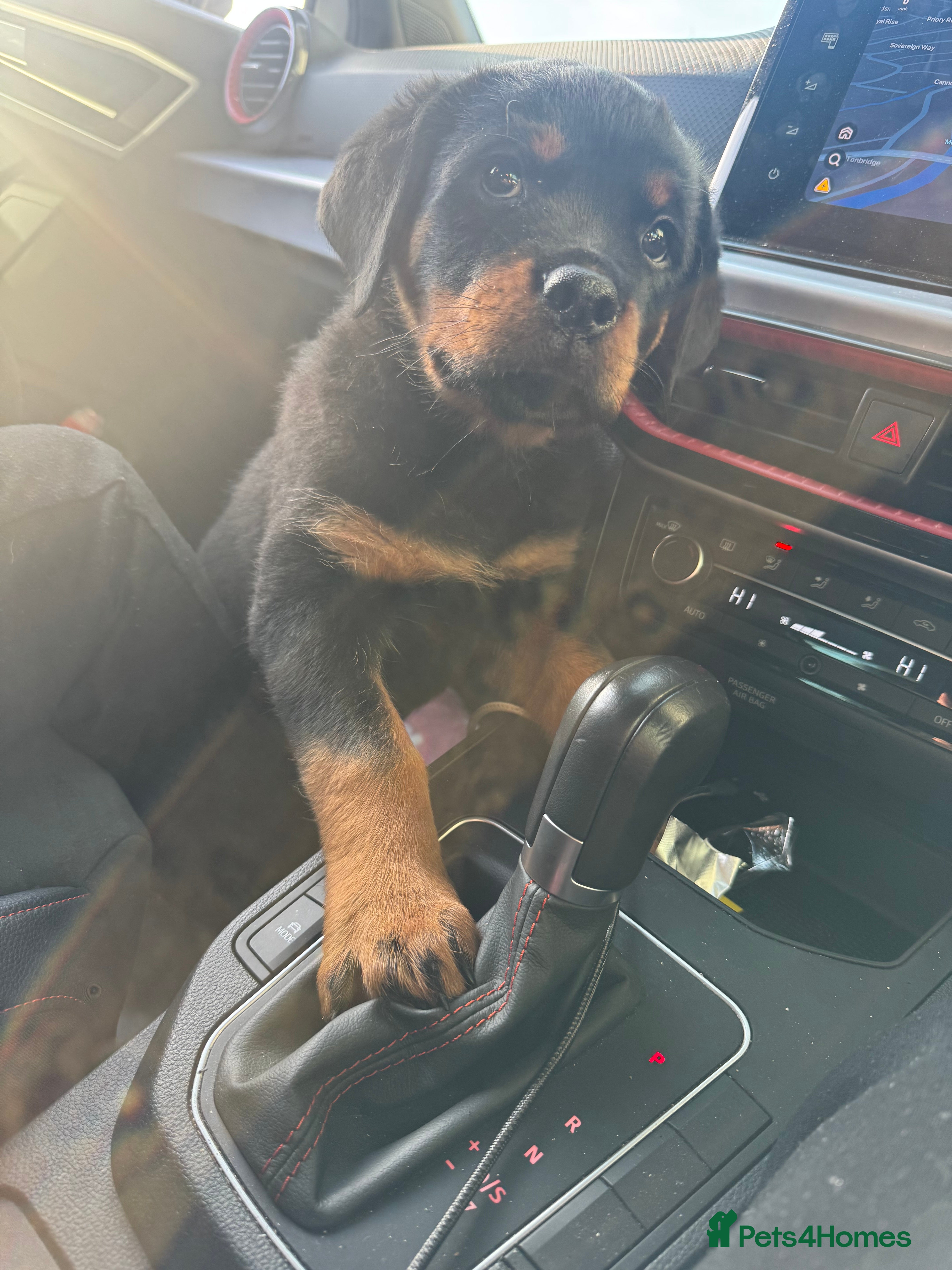 Rottweiler dogs KC reg Rottweiler female - Advert 1