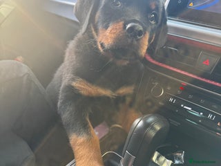 Rottweiler dogs KC reg Rottweiler female - Advert 1