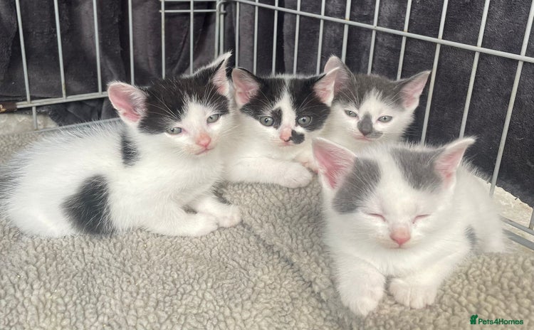 Turkish Van cats - Advert 1