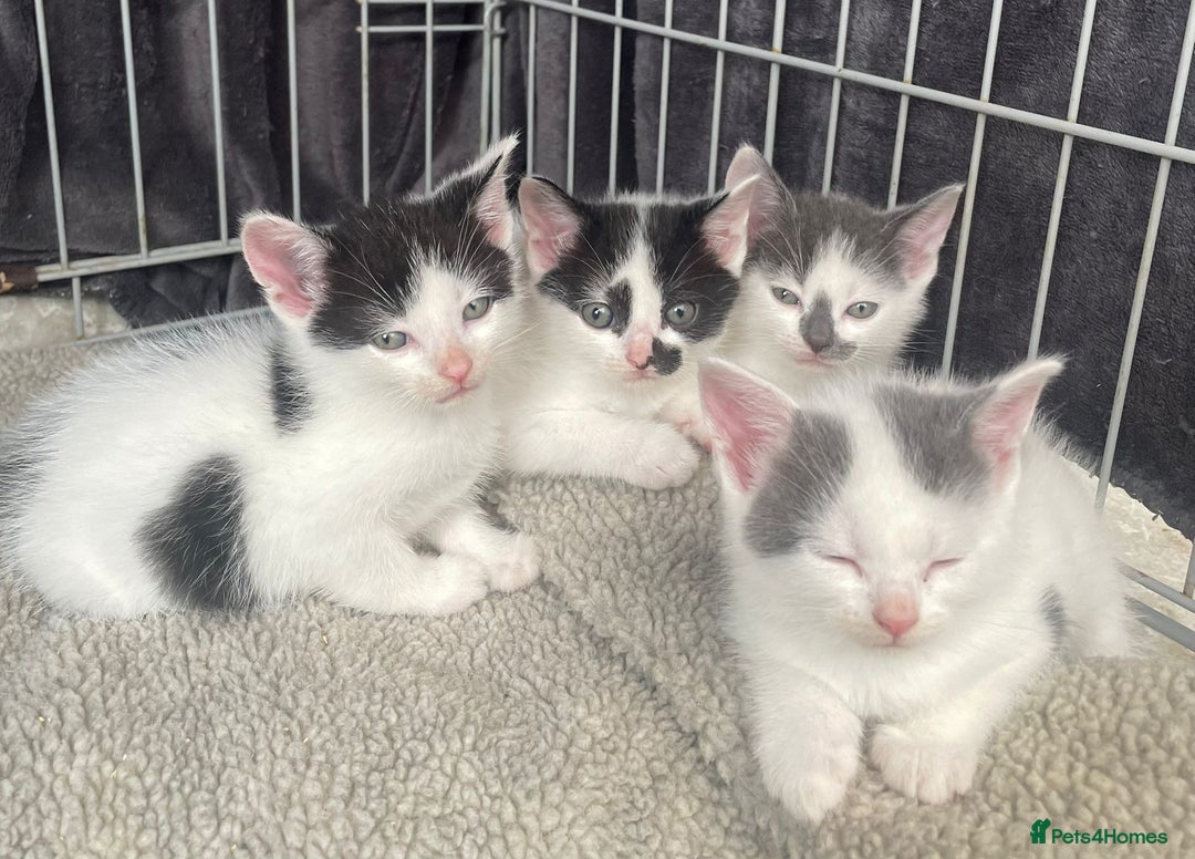 Turkish Van cats for sale: SUPER CUTE LITTLE RASCALS - Image 4