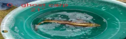 Koi Carp fish for sale: Koi carp and other pond fish  - Advert 5