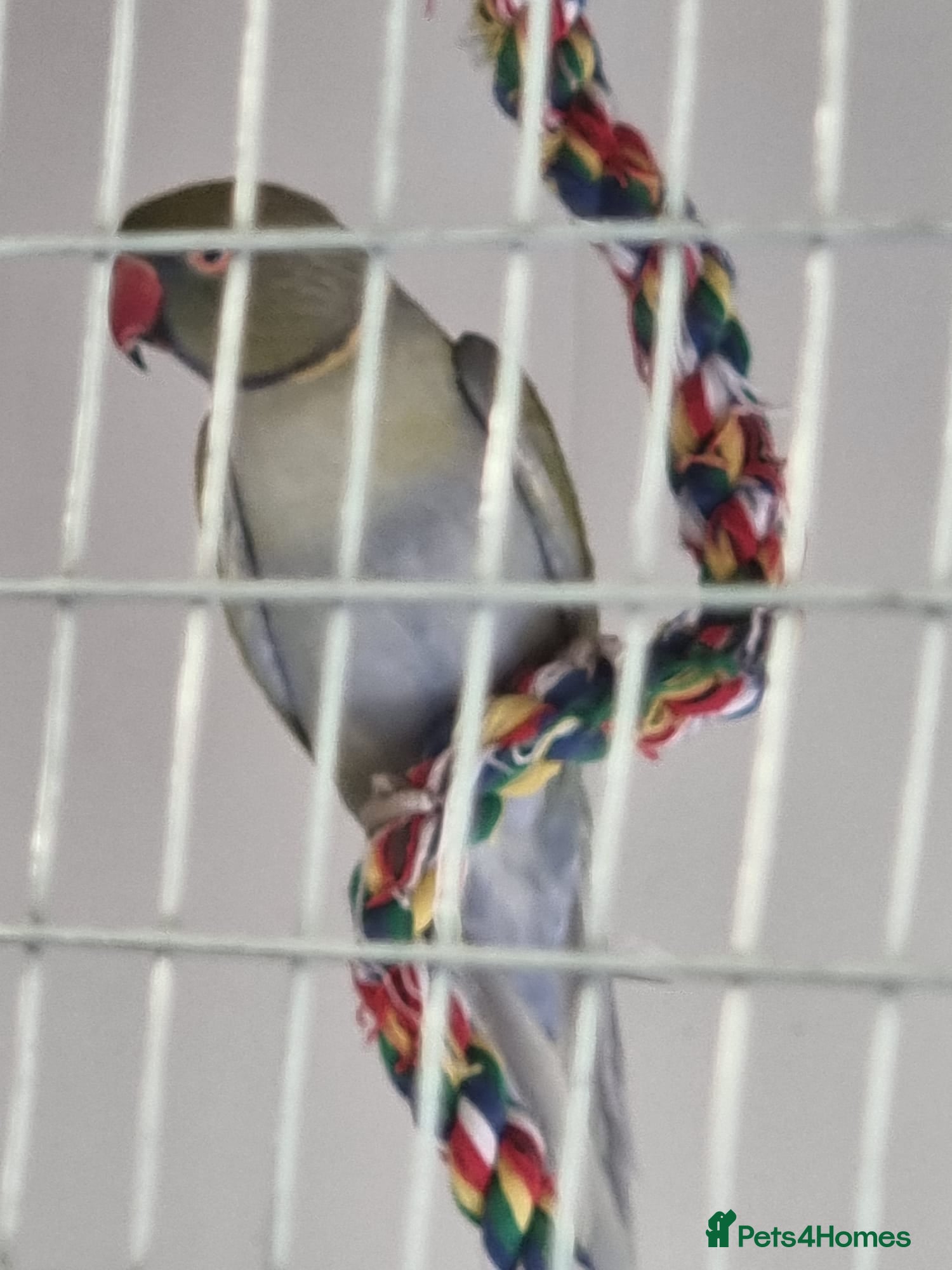 Parakeets birds Proven good egg layers Indian Ringnecks - Advert 16
